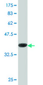 Monoclonal Anti-ASNA1, (C-terminal) antibody produced in mouse clone 5A3, purified immunoglobulin, buffered aqueous solution