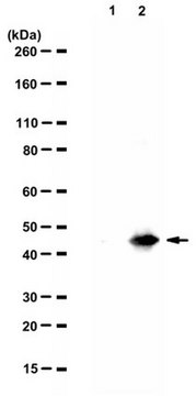 抗-Tau，AEP 裂解（N368）抗体 serum, from rabbit