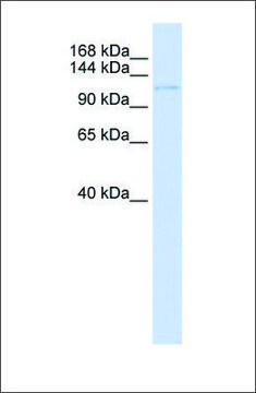 Anti-UBN1 antibody produced in rabbit affinity isolated antibody