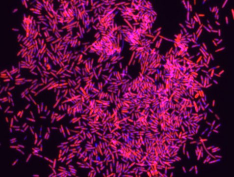 Eubacteria FISH probe - Cy3 Probe for fluorescence in situ hybridization (FISH)