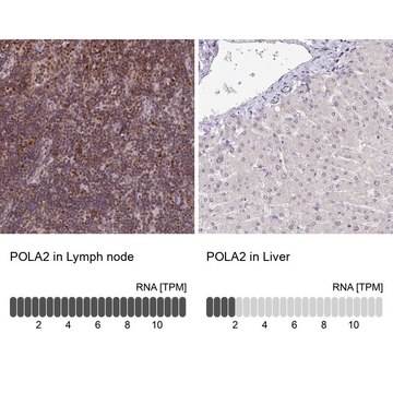 Anti-POLA2 antibody produced in rabbit Prestige Antibodies&#174; Powered by Atlas Antibodies, affinity isolated antibody, buffered aqueous glycerol solution