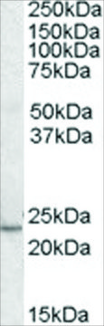 Anti-KLF16/DRRF antibody produced in goat affinity isolated antibody, buffered aqueous solution