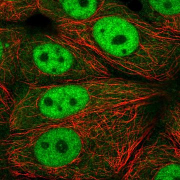 Anti-XPOT antibody produced in rabbit Prestige Antibodies&#174; Powered by Atlas Antibodies, affinity isolated antibody