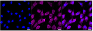 KD-Validated Anti Malate dehydrogenase 2 Antibody, clone 23GB2325, Rabbit Monoclonal clone 23GB2325, recombinant rabbit monoclonal, expressed in HEK293 cells