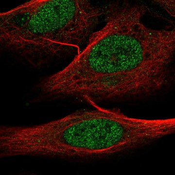 Anti-ELFN1 antibody produced in rabbit Prestige Antibodies&#174; Powered by Atlas Antibodies, affinity isolated antibody