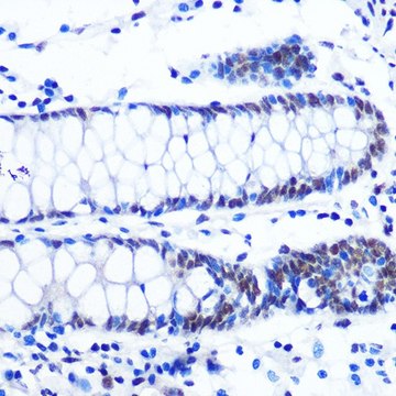 Anti-NRF1 antibody produced in rabbit