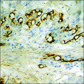 Anti-phospho-Calcium Sensing Receptor (pThr888) antibody produced in rabbit affinity isolated antibody