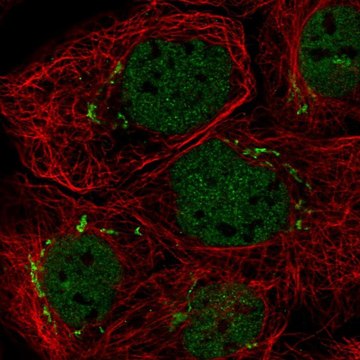 Anti-MFAP3 antibody produced in rabbit Prestige Antibodies&#174; Powered by Atlas Antibodies, affinity isolated antibody