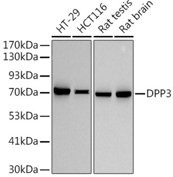 Anti-DPP3 Antibody, clone 6U3A3, Rabbit Monoclonal