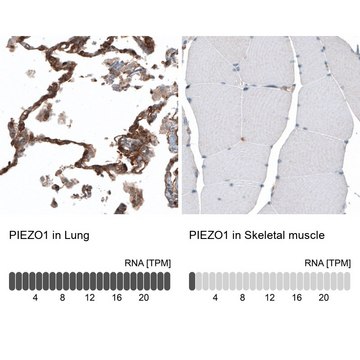 Anti-PIEZO1 antibody produced in rabbit Prestige Antibodies&#174; Powered by Atlas Antibodies, affinity isolated antibody, buffered aqueous glycerol solution