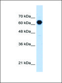 Anti-C3ORF39 antibody produced in rabbit IgG fraction of antiserum