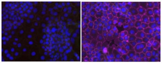 Anti-Phosphotyrosine Antibody, recombinant clone 4G10&#174; Antibody, Alexa Fluor&#8482; 647 clone 4G10, from mouse, ALEXA FLUOR&#8482; 647