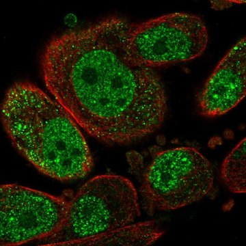 Anti-SETD6 antibody produced in rabbit Prestige Antibodies&#174; Powered by Atlas Antibodies, affinity isolated antibody