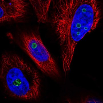 Anti-WDR82 antibody produced in rabbit Prestige Antibodies&#174; Powered by Atlas Antibodies, affinity isolated antibody