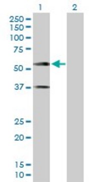 Anti-CADM1 antibody produced in rabbit purified immunoglobulin, buffered aqueous solution