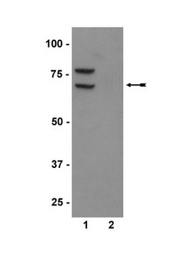 Anti-phospho-PKR (Thr446) Antibody Upstate&#174;, from rabbit