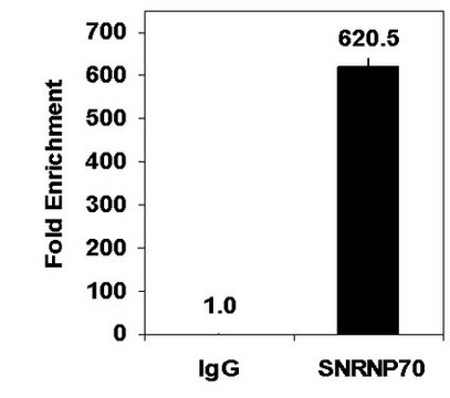 Magna RIP&#174;RNA结合蛋白质免疫沉淀试剂盒 RNA Immunoprecipitation (RIP) Kit containing all necessary reagents to perform 12 individual RNA-binding protein immunoprecipitation (RIP) reactions using protein A/G magnetic beads.