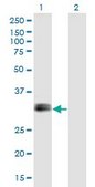 Monoclonal Anti-IGFBP1 antibody produced in mouse clone 2F9, purified immunoglobulin, buffered aqueous solution