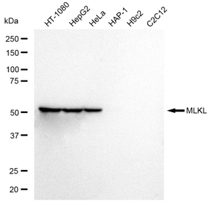 KD-Validated Anti MLKL Antibody, clone 23GB2935, Rabbit Monoclonal clone 23GB2935, recombinant rabbit monoclonal, expressed in HEK293 cells