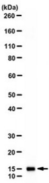 Anti-Profilin 1 Antibody, clone 2C5