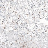 Monoclonal Anti-B3GAT1 antibody produced in mouse Prestige Antibodies® Powered by Atlas Antibodies, clone CL9500, purified immunoglobulin, buffered aqueous glycerol solution