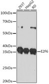 Anti-E2F6 Antibody, clone 9I5M0, Rabbit Monoclonal