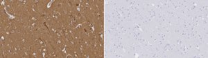 Anti-RTN3 Antibody, clone 2G21-H1 ZooMAb® Rabbit Monoclonal recombinant, expressed in HEK 293 cells