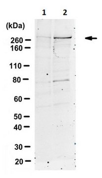 Anti-phospho ATM/ATR (Thr1989) Antibody 1.0&#160;mg/mL, from rabbit