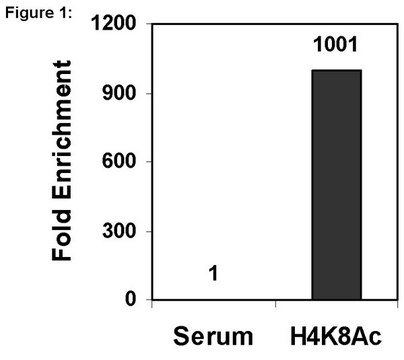 ChIPAb+ Acetyl-Histone H4 (Lys8) - ChIP Validated Antibody and Primer Set serum, from rabbit