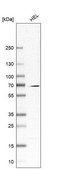 Anti-CKAP2L antibody produced in rabbit Prestige Antibodies® Powered by Atlas Antibodies, affinity isolated antibody