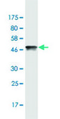 Monoclonal Anti-HMGB2 antibody produced in mouse clone 3E5, purified immunoglobulin, buffered aqueous solution