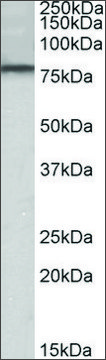 Anti-DYRK1A (N-terminal) antibody produced in goat affinity isolated antibody, buffered aqueous solution