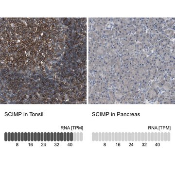 Anti-SCIMP antibody produced in rabbit Prestige Antibodies&#174; Powered by Atlas Antibodies, affinity isolated antibody, buffered aqueous glycerol solution