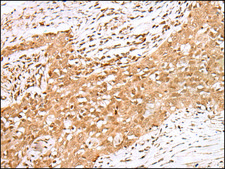 Anti-MAFA affinity isolated antibody