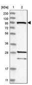 Anti-RIN1 antibody produced in rabbit Prestige Antibodies® Powered by Atlas Antibodies, affinity isolated antibody, buffered aqueous glycerol solution