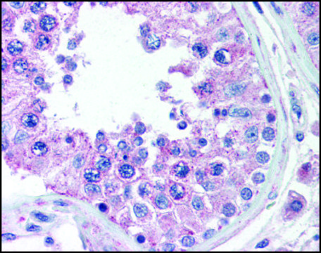 Anti-ANKRD32 antibody produced in rabbit affinity isolated antibody, buffered aqueous solution