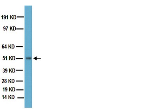 Anti-Dopamine D2 Receptor Antibody Chemicon&#174;, from rabbit