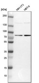 Anti-DNAJC14 antibody produced in rabbit Prestige Antibodies® Powered by Atlas Antibodies, affinity isolated antibody, buffered aqueous glycerol solution