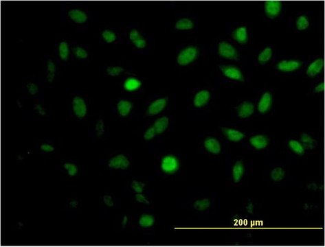 Monoclonal Anti-MEIS2 antibody produced in mouse clone 1D1, purified immunoglobulin, buffered aqueous solution