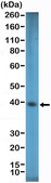 Anti-SOX2 Rabbit Monoclonal Antibody clone RM427, affinity purified immunoglobulin