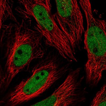 Anti-Usf1 Antibody Produced In Rabbit Prestige Antibodies&#174; Powered by Atlas Antibodies, affinity isolated antibody, buffered aqueous glycerol solution