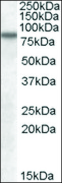 Anti-SCARB2 antibody produced in goat affinity isolated antibody, buffered aqueous solution