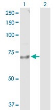 Anti-IL18R1 antibody produced in rabbit purified immunoglobulin, buffered aqueous solution