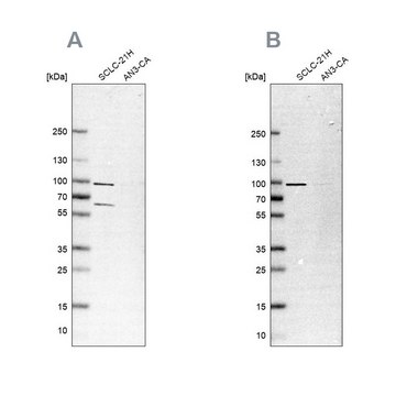 Anti-PNPT1 antibody produced in rabbit Prestige Antibodies&#174; Powered by Atlas Antibodies, affinity isolated antibody, buffered aqueous glycerol solution