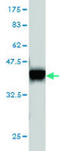Monoclonal Anti-ELF1 antibody produced in mouse clone 3B7, purified immunoglobulin, buffered aqueous solution