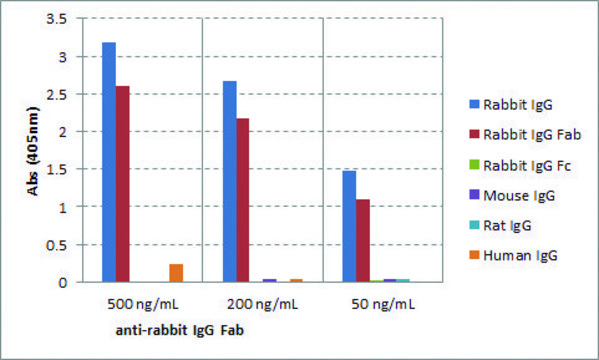 Anti-Rabbit IgG Fab-Biotin antibody, Goat monoclonal recombinant, expressed in HEK 293 cells, clone RMG01, purified immunoglobulin