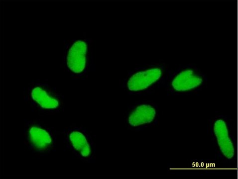 Anti-DR1 antibody produced in mouse purified immunoglobulin, buffered aqueous solution