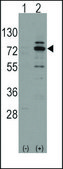 Anti-SMC2 (C-term) antibody produced in rabbit saturated ammonium sulfate (SAS) precipitated, buffered aqueous solution