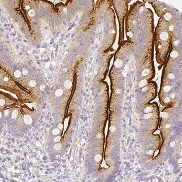 Anti-ASAH2 antibody produced in rabbit Prestige Antibodies&#174; Powered by Atlas Antibodies, affinity isolated antibody, buffered aqueous glycerol solution