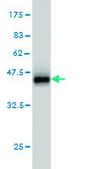 Monoclonal Anti-GOLGA1 antibody produced in mouse clone 6G3, purified immunoglobulin, buffered aqueous solution
